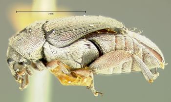 Media type: image;   Entomology 8208 Aspect: habitus lateral view